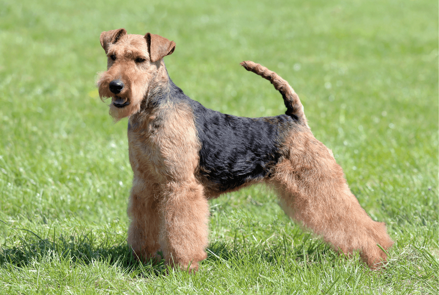 Dog Image