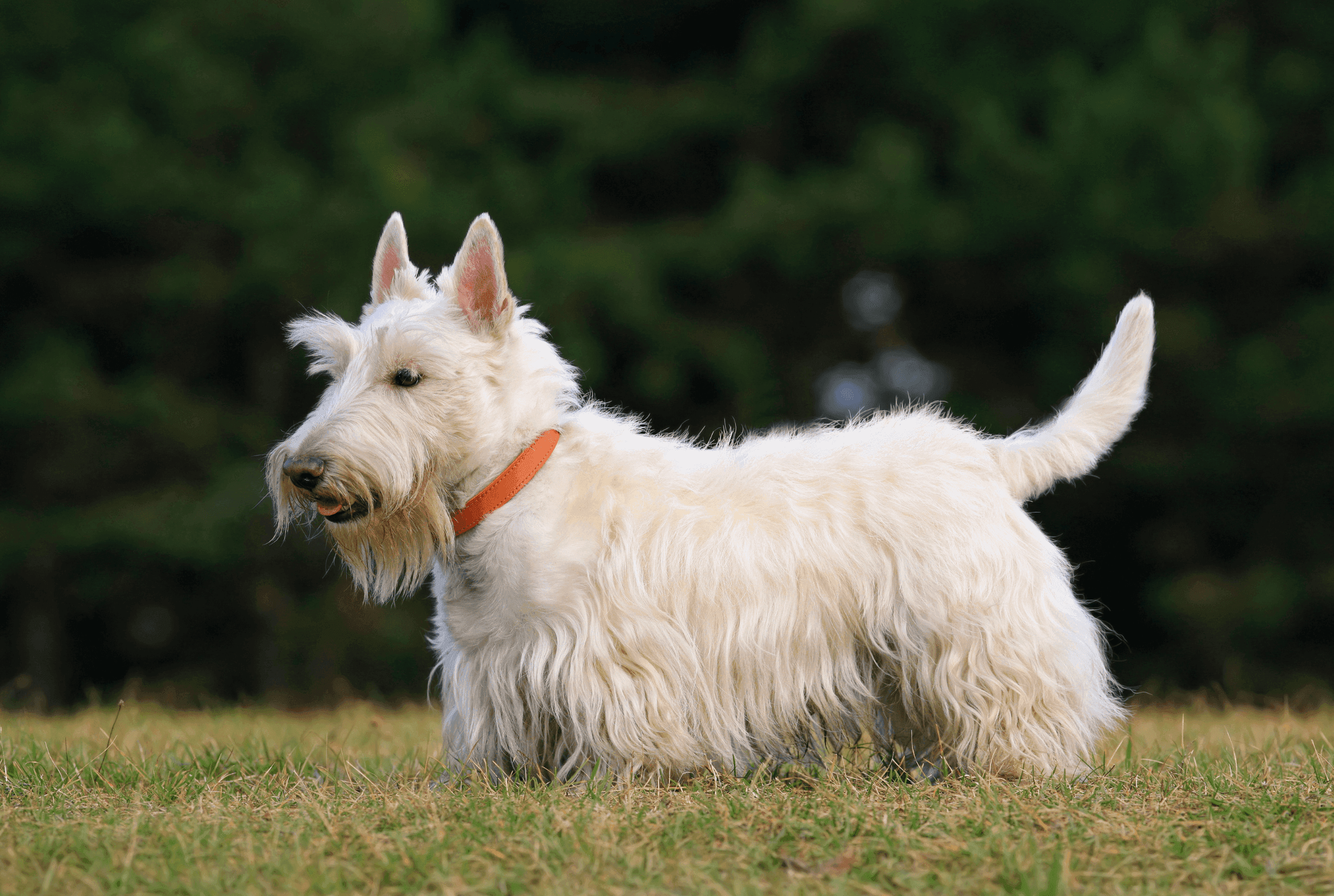 Dog Image